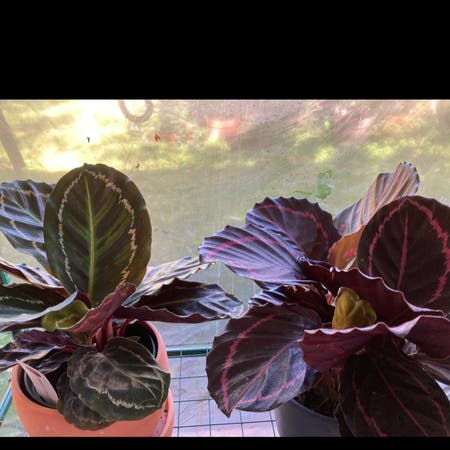 Photo of the plant species Calthea Red Mojo by Mfk named Calathea Red Mojo on Greg, the plant care app