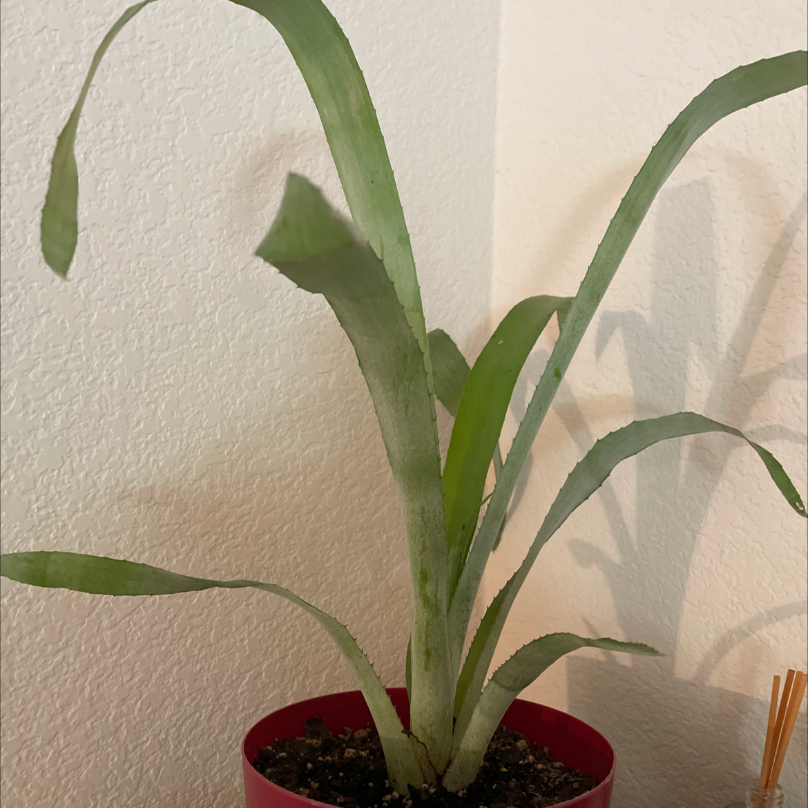Potted Queen's Tears plant with long, narrow leaves indoors against a light-colored wall.