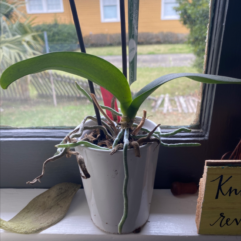Basket Plant in a white pot on a windowsill with some yellowing leaves and visible aerial roots.