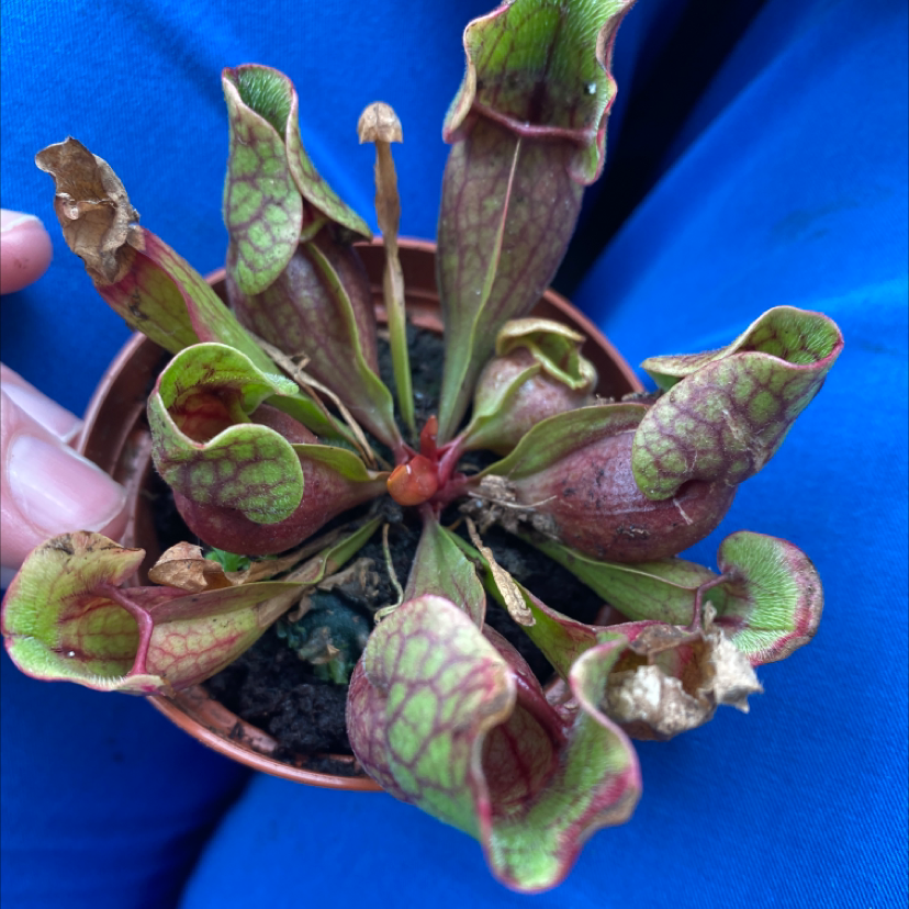 Purple Pitcher Plant in a small pot with visible browning at the edges, held by a hand.