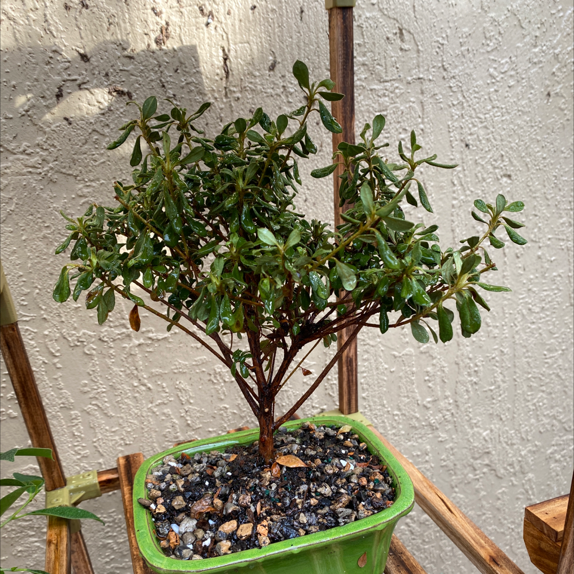 Satsuki plant in a green pot with visible soil and pebbles, against a textured wall.