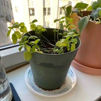 Sweet Basil plant in New York, New York