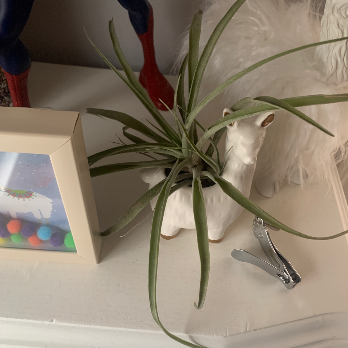 Spreading Airplant in a llama-shaped pot with a picture frame and nail clipper in the background.