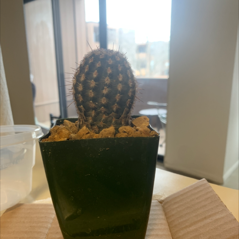 Golden Torch plant photo by @Robmel555115 named Spike on Greg, the plant care app.