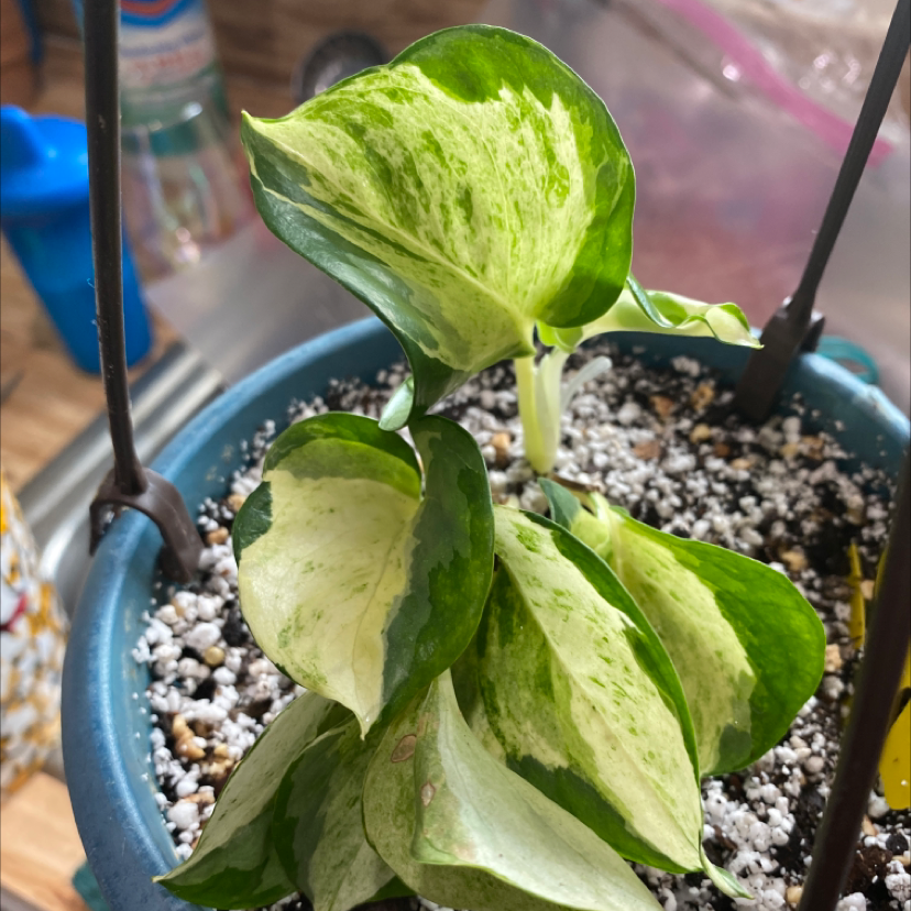 Manjula Pothos plant in a pot with variegated green and white leaves.