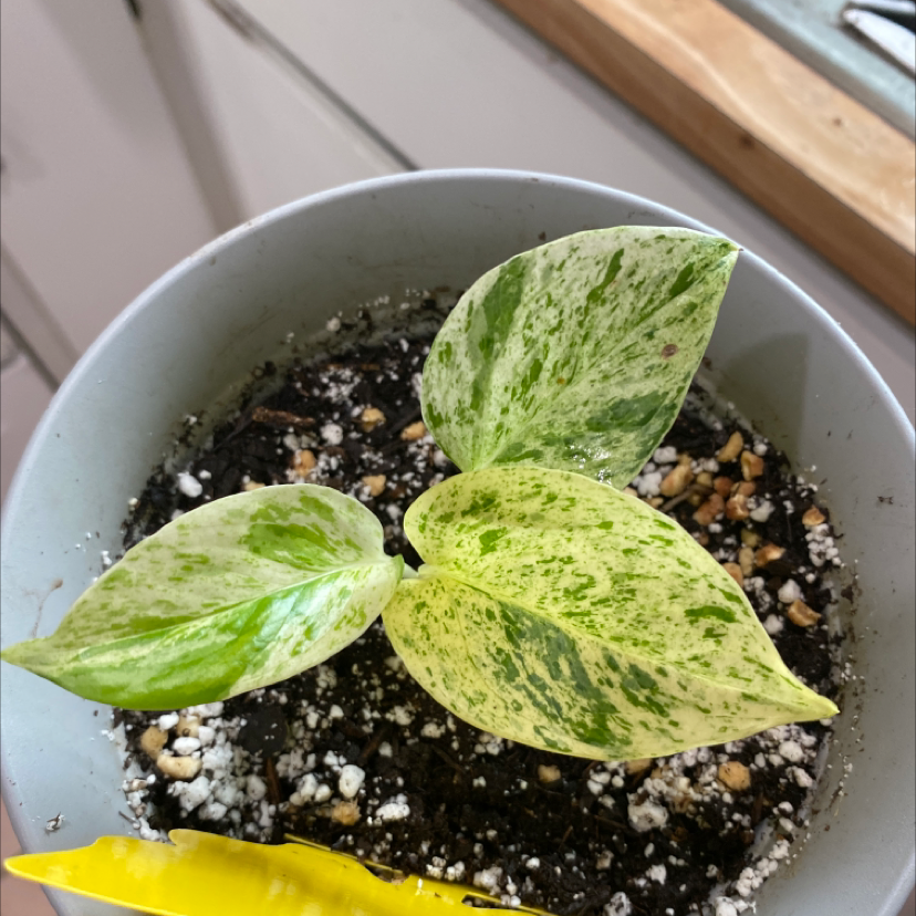 Snow Queen Pothos plant in a pot with variegated leaves and visible soil.