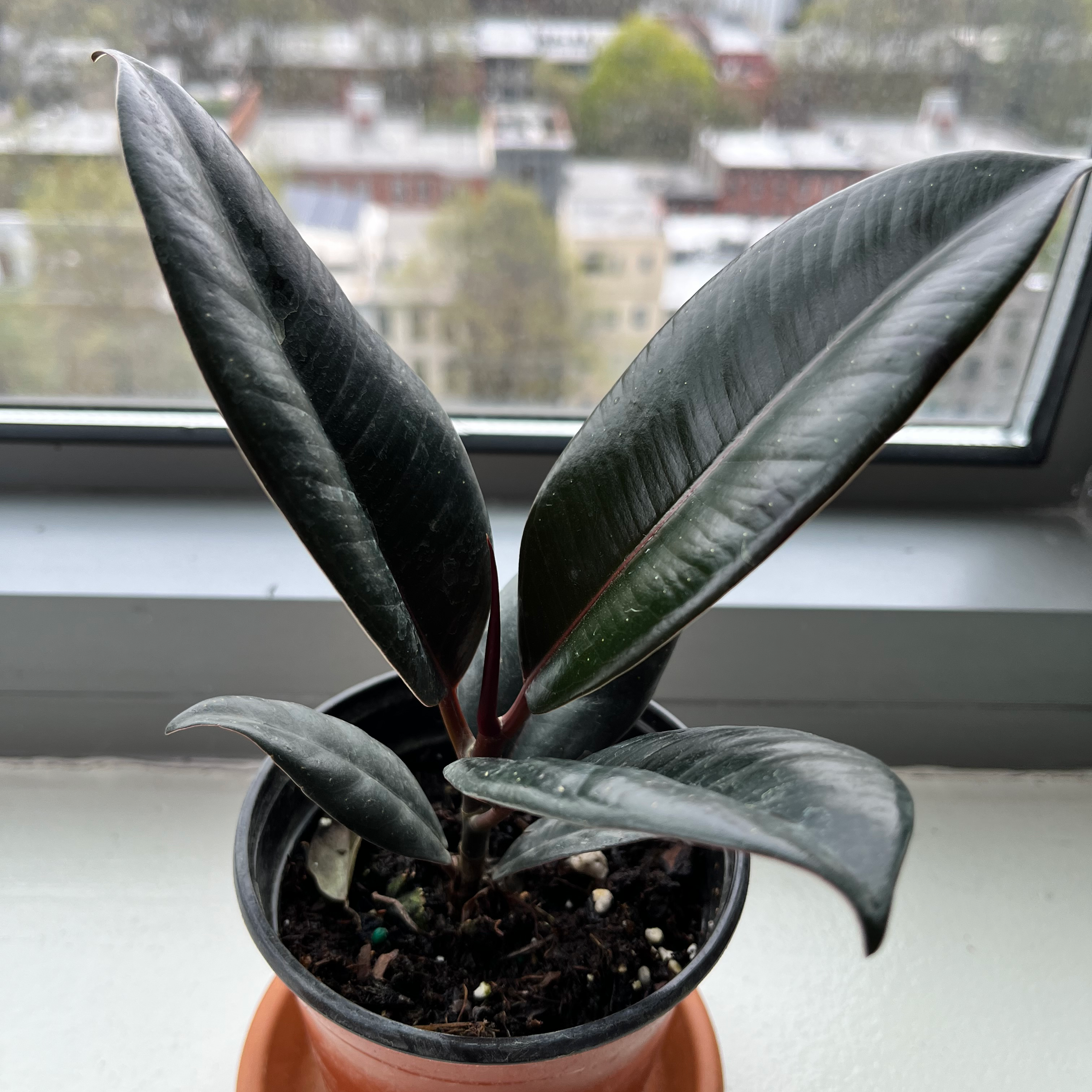 Burgundy Rubber Tree (Ficus elastica) in a pot on a windowsill with dark, glossy leaves.