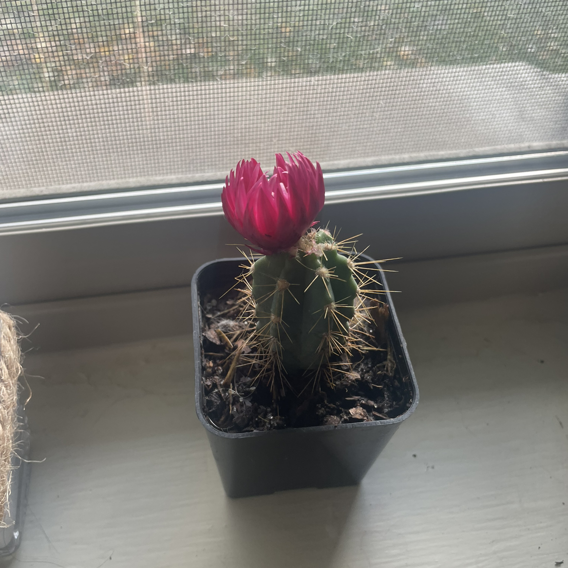 Kingcup Cactus with a pink flower in a black pot on a windowsill.