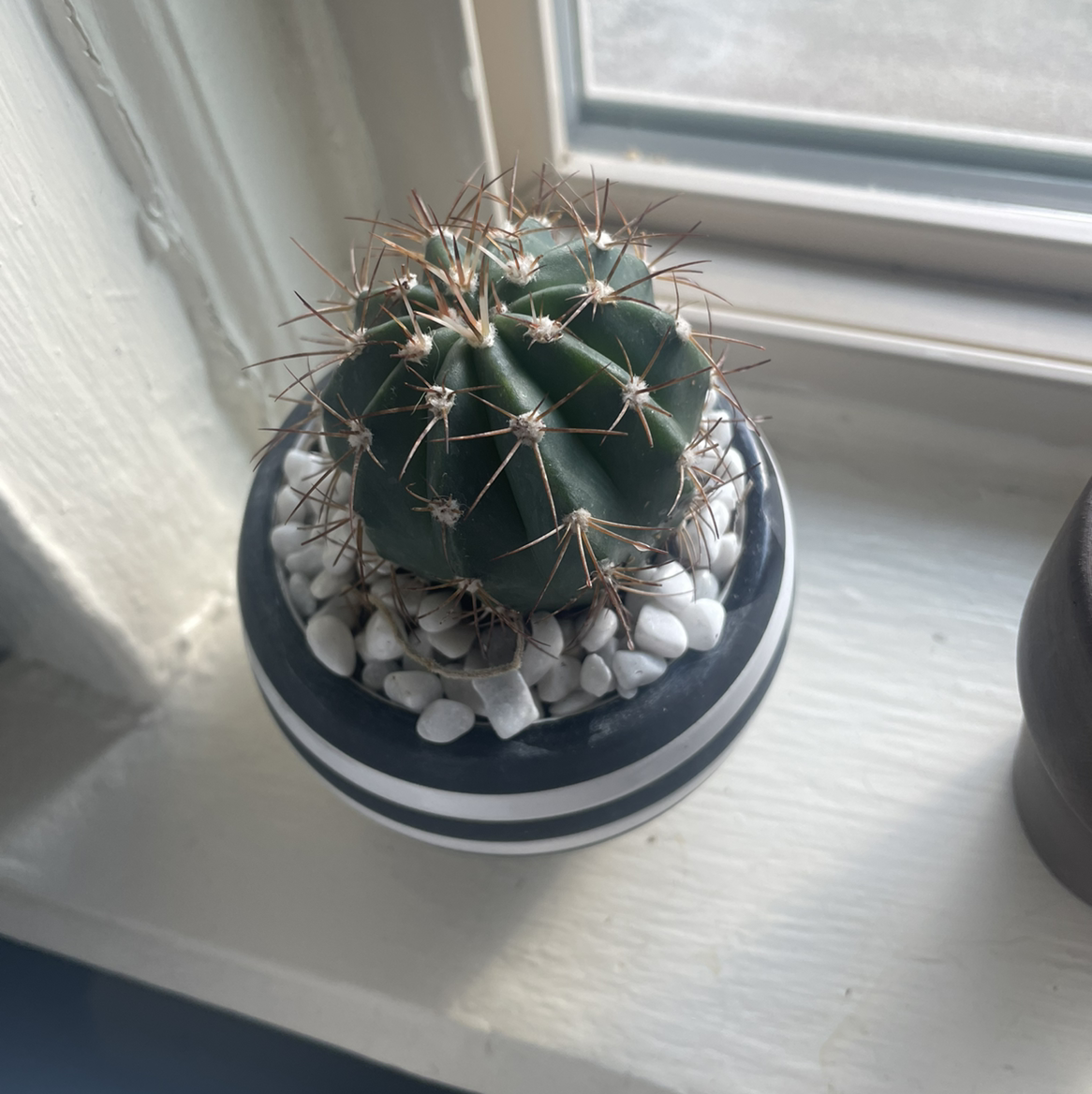 Candy barrel cactus in a pot on a windowsill, appears healthy and well-framed.