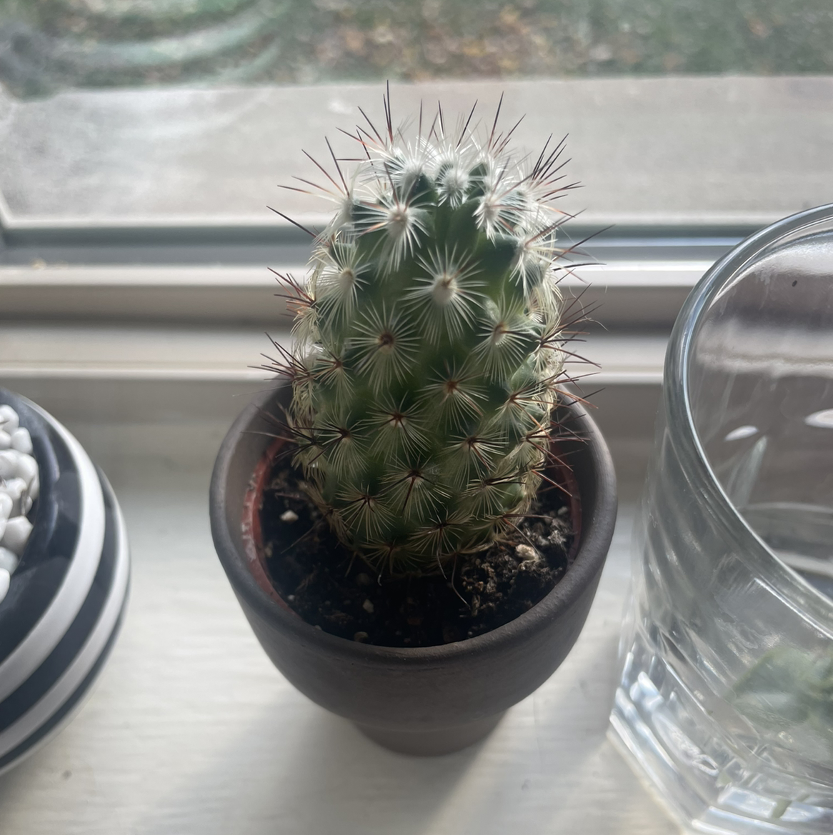 Photo of the plant species Scheer's Fishhook Cactus by @Katsten7 named Fred on Greg, the plant care app
