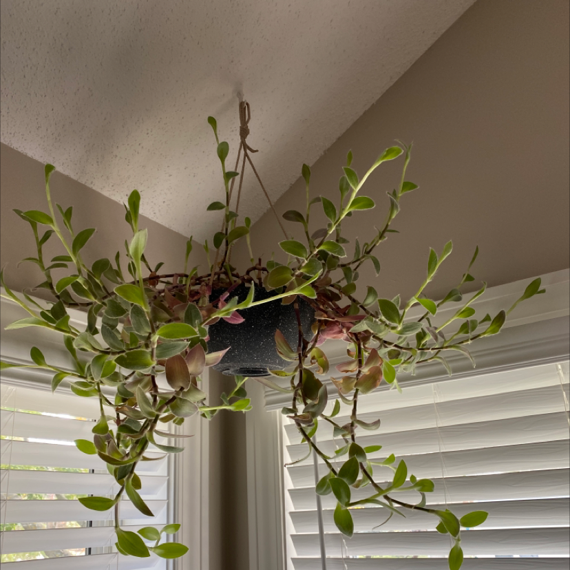 Photo of the plant species Tradescantia Zebrina by Megan named Hamilton on Greg, the plant care app