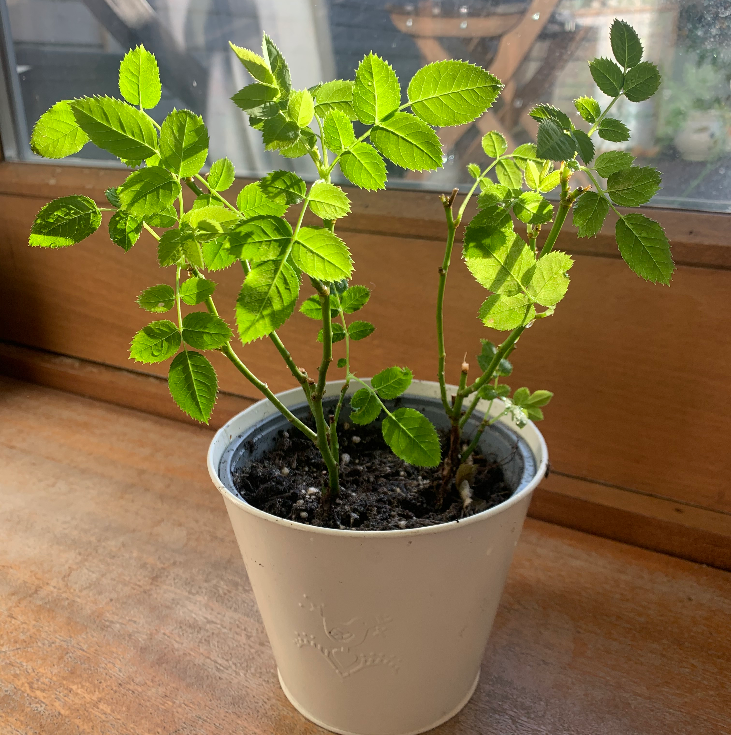 Small-Leaved Sweet Briar plant photo by @kataep named Bea on Greg, the plant care app.