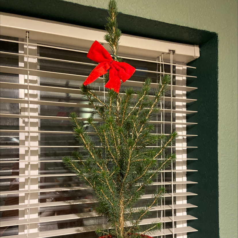 Indoor Blue Spruce plant with a red bow, placed in front of window blinds.