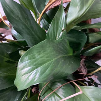 Peace Lily plant in Conyers, Georgia