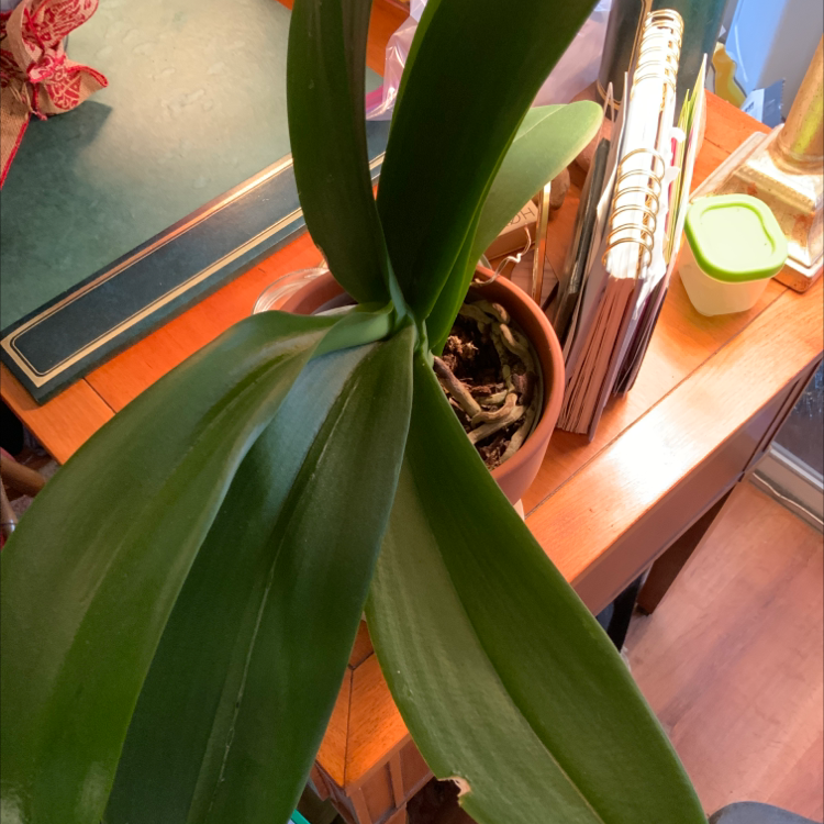 Noble Dendrobium plant with broad green leaves in a pot on a wooden surface.