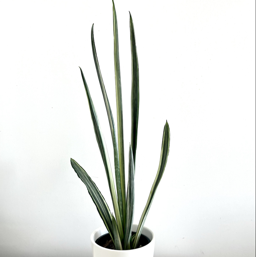 White Sansevieria plant in a white pot with upright green leaves and white edges.