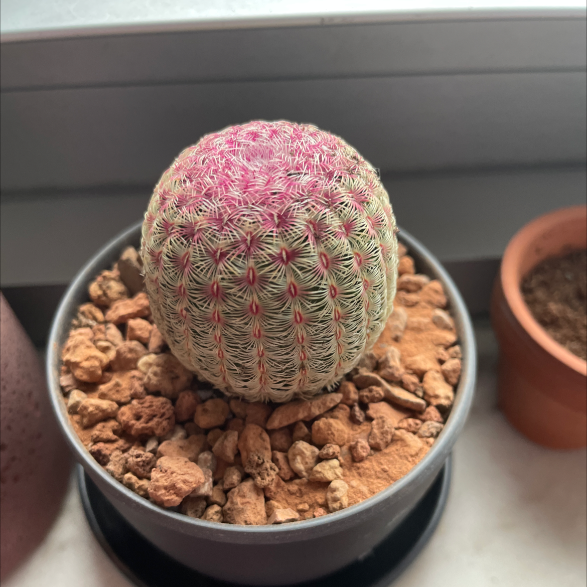 Comb Hedgehog Cactus in a pot with rocky soil, well-framed and in focus.