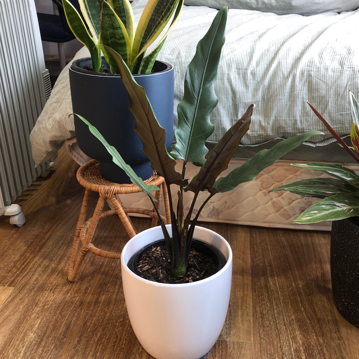 Potted Purple Sword plant in a white pot, well-centered and healthy.