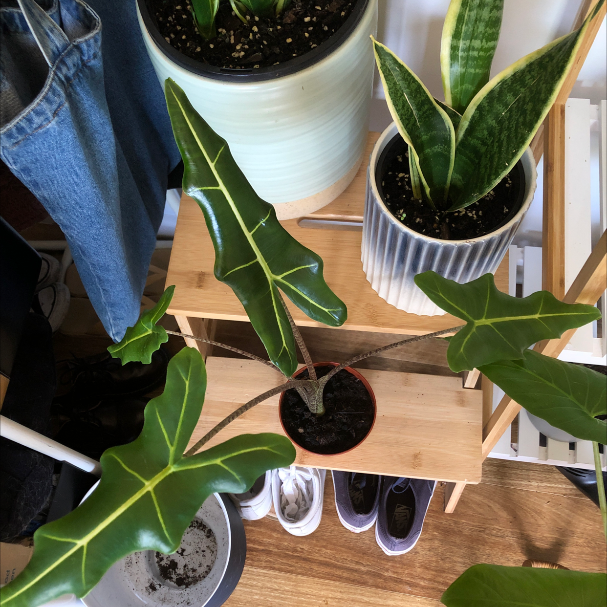 Alocasia 'Sarian' plant with dark green leaves and white veins, soil visible, well-framed.