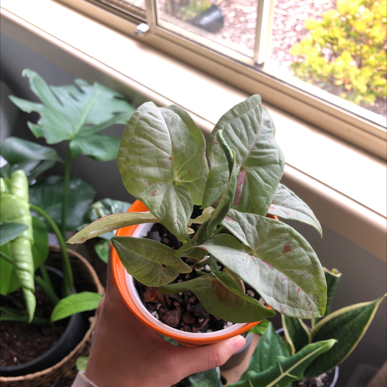 Syngonium 'Milk Confetti' plant held by a hand, with other plants in the background near a window.