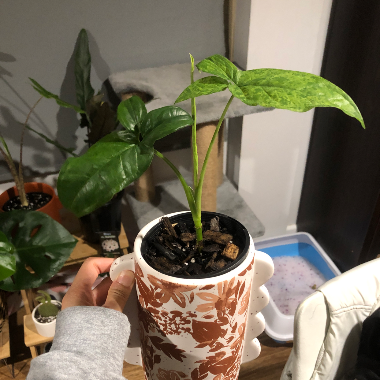 Syngonium podophyllum 'Mojito' plant in a decorative pot, held by a hand.