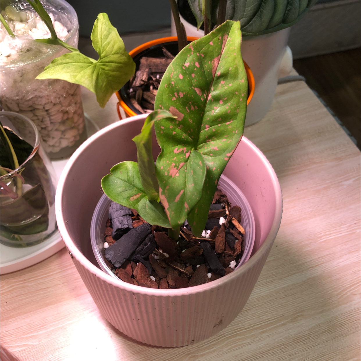Pink Splash Arrowhead Vine in a pink pot with healthy green leaves and pink splashes.