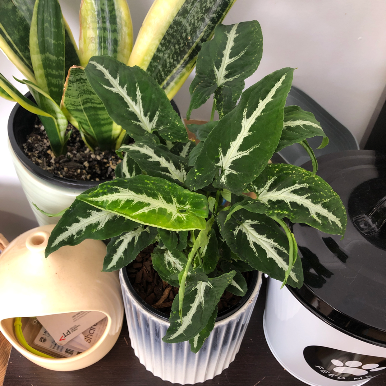 Syngonium wendlandii plant with healthy green leaves and white veins in a pot.