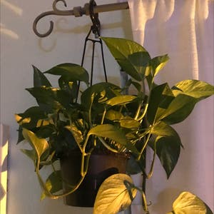 Golden Pothos plant photo by Heartling named Panchita on Greg, the plant care app.