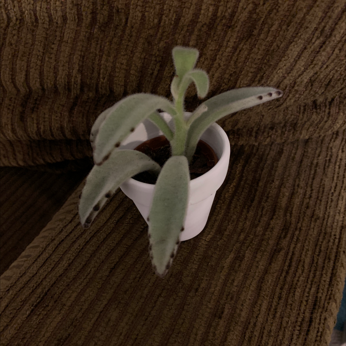 Panda Plant plant photo by @ni_ners named fuzzy man on Greg, the plant care app.