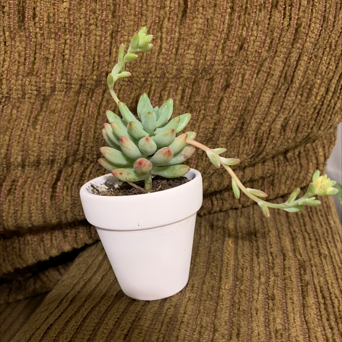 Crested Blue Flame succulent in a white pot with green leaves and red tips against a brown fabric background.