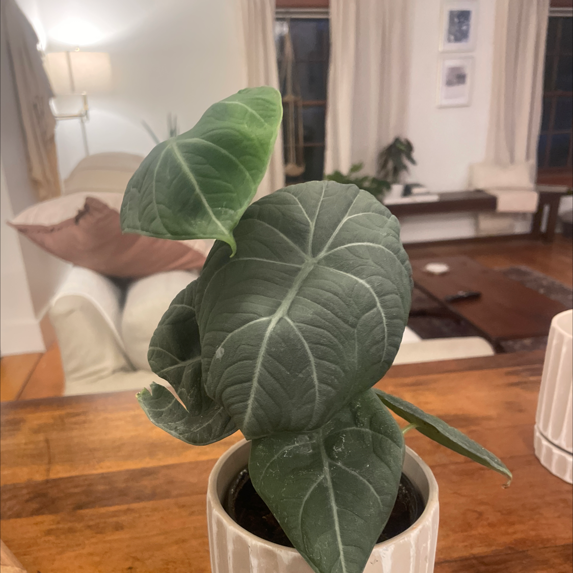 Potted Alocasia Ninja plant with dark green leaves and prominent veins, indoors on a wooden surface.