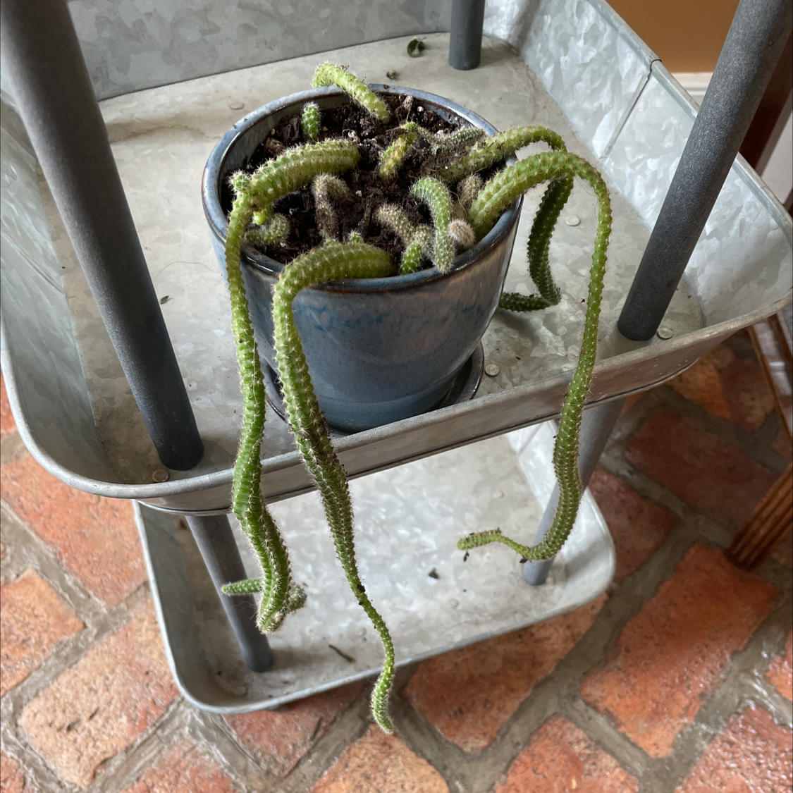 Rat Tail Cactus in a small pot on a metal shelf with trailing stems.