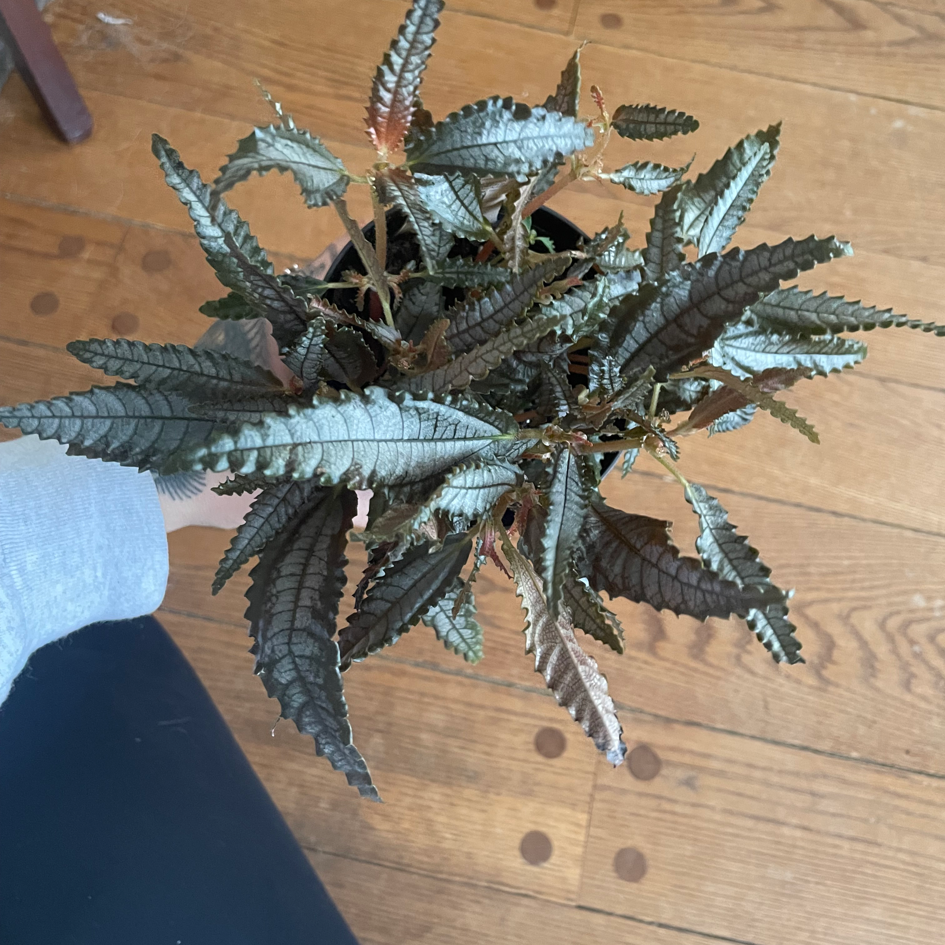 Dark Mystery Pilea plant with dark, textured leaves held by a hand.