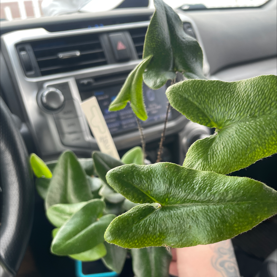 Golden Leather Fern with thick green leaves inside a car, held by a hand.