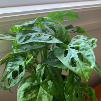 Window Leaf plant in Somewhere on Earth