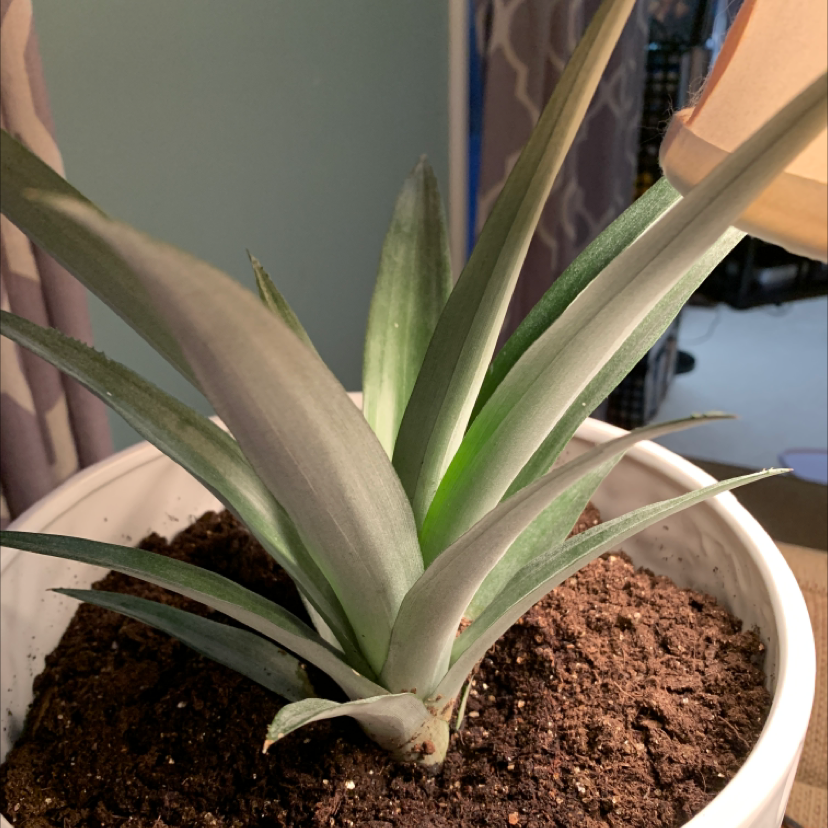 Healthy young pineapple plant in a white pot, with long pointed green leaves and a human hand visible for scale.