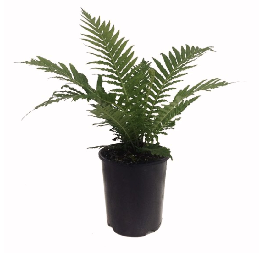 Photo of the plant species Matteuccia by Sullivan named Ellie on Greg, the plant care app