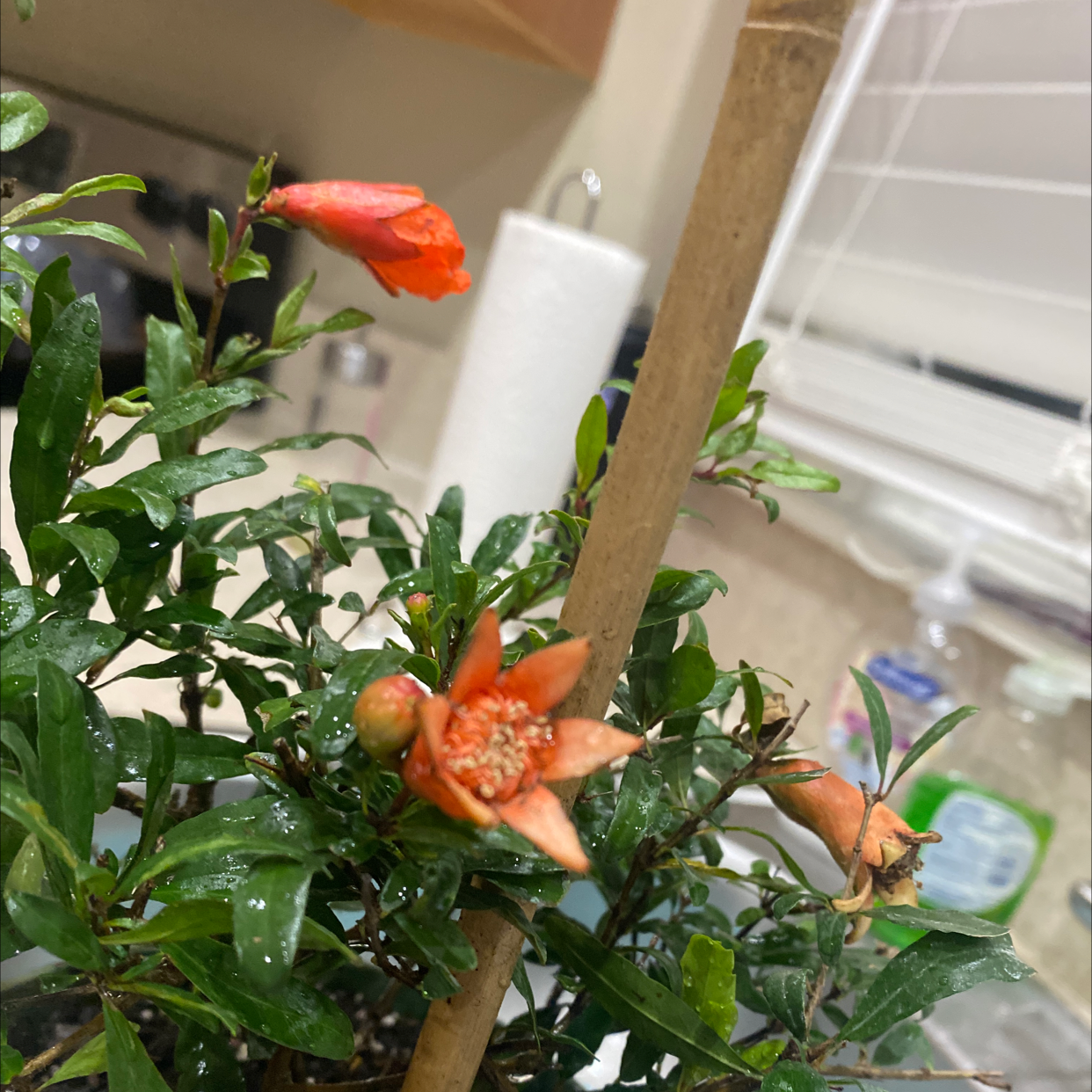 Photo of the plant species Pomegranate by Mycah named AshtynAlauna on Greg, the plant care app