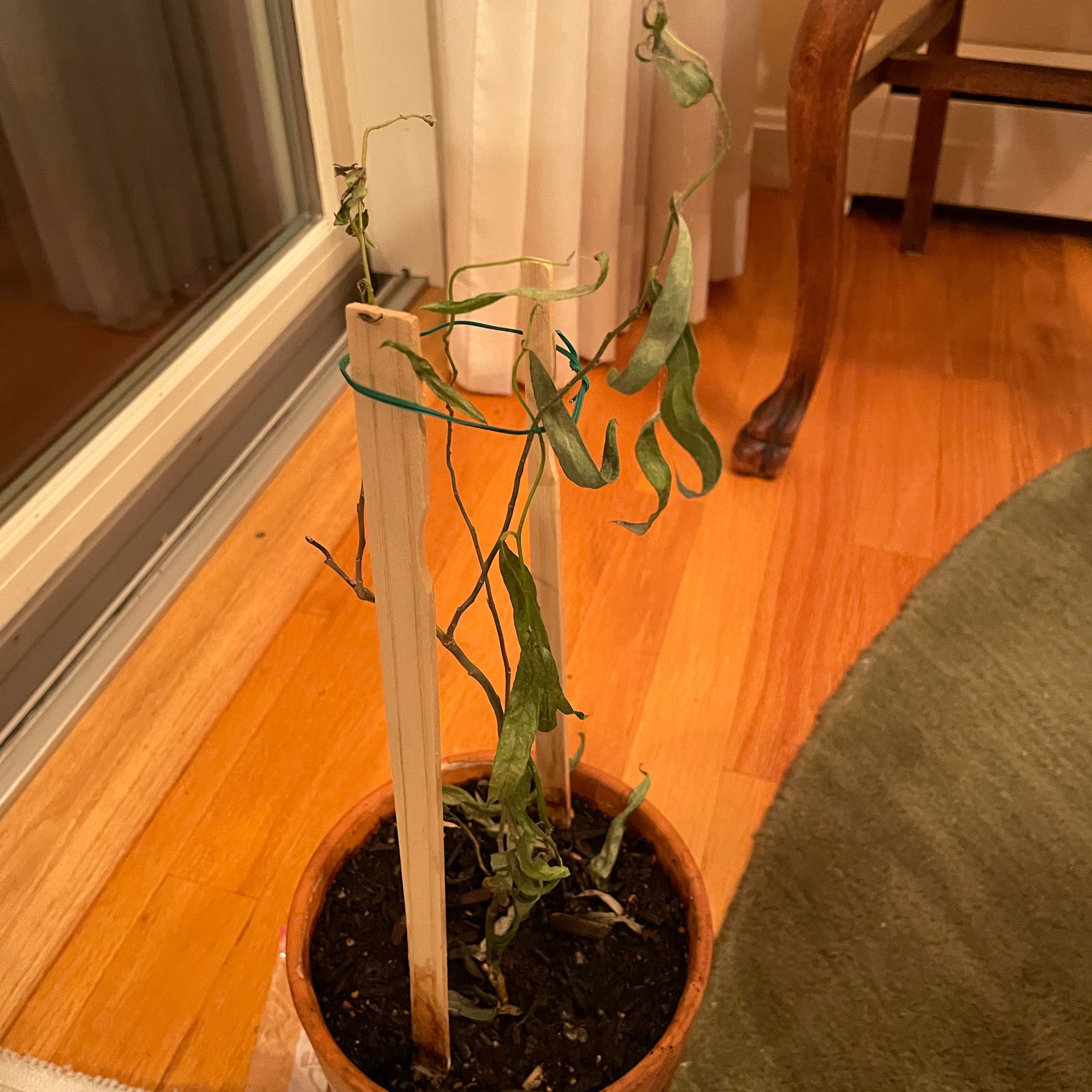 How Can You Tell If A Corkscrew Willow Is Dying?