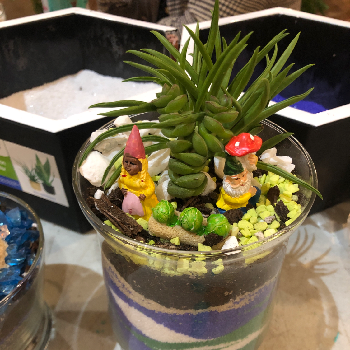 Photo of the plant species Crassula 'Petite Bicolor' by Whitney named Your plant on Greg, the plant care app