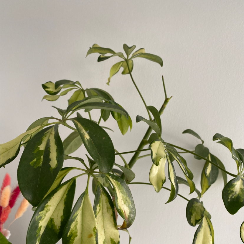 How Do I Cure Variegated Dwarf Umbrella Tree Root Rot?