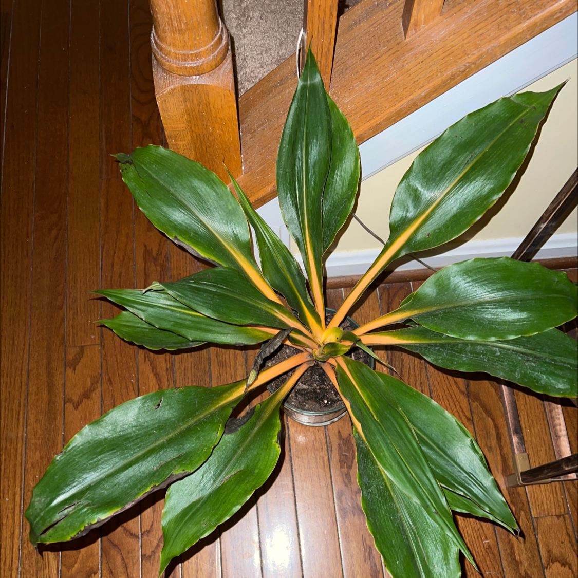 Mandarin Plant plant photo by @TaylorMdeBloomz named Surya on Greg, the plant care app.