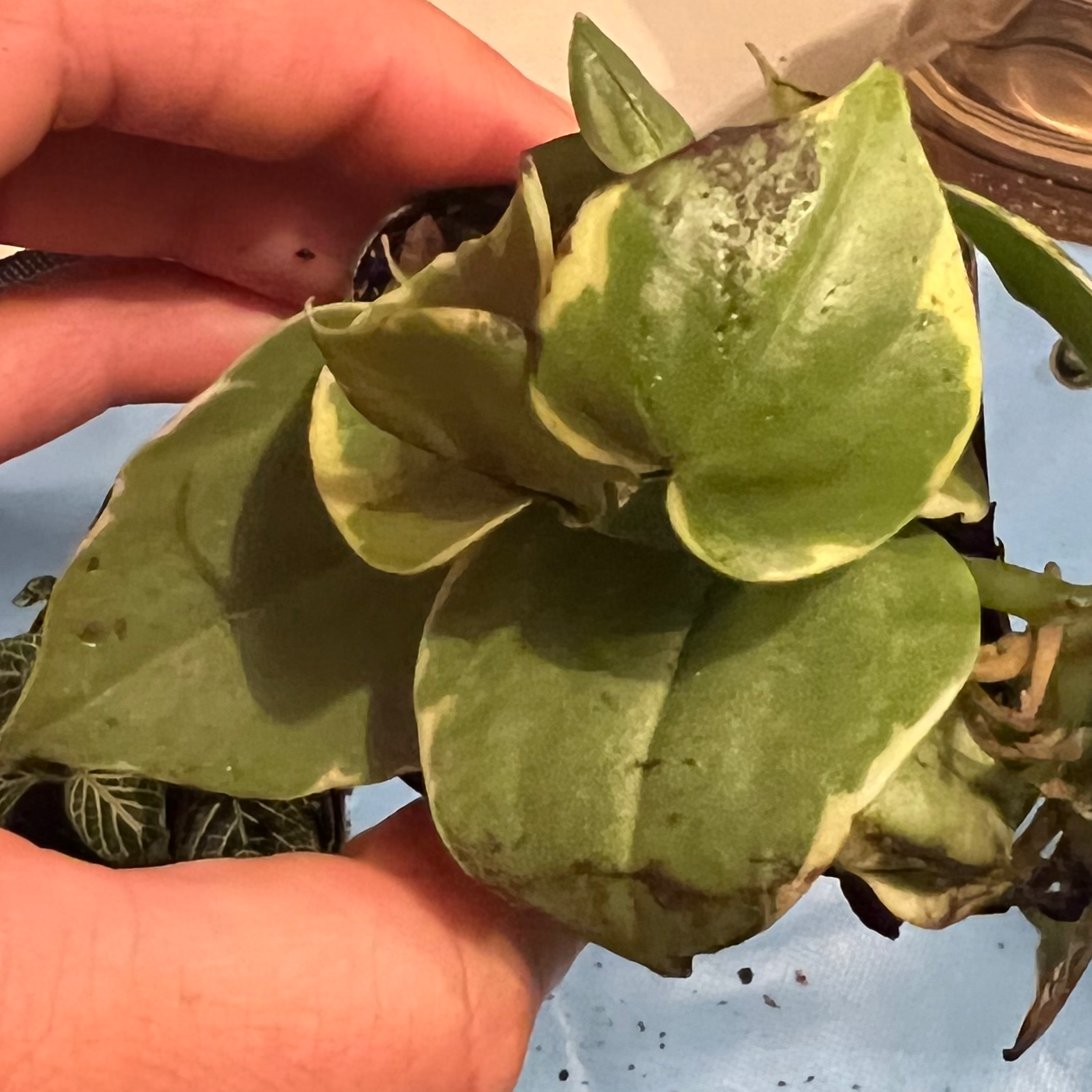 Variegated Peperomia Scandens plant with variegated leaves, some browning and black spots, held by hands.