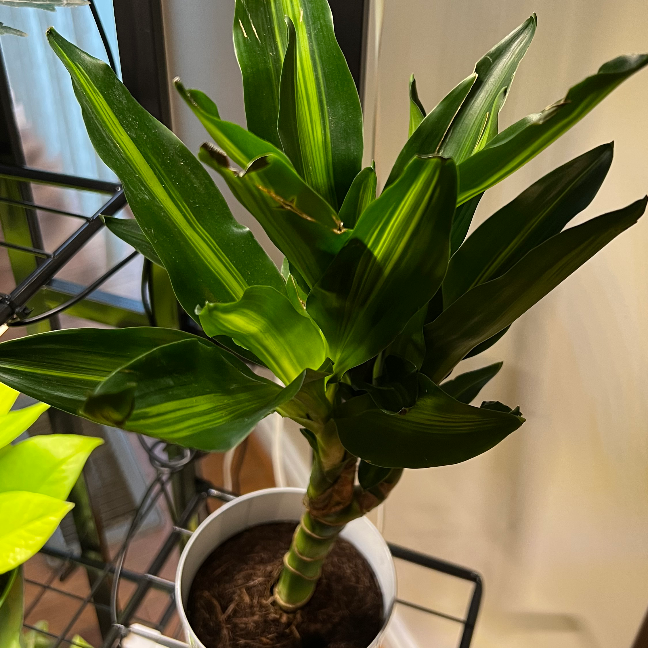 Dracaena 'Sted Sol Cane' plant in a pot with healthy green leaves.