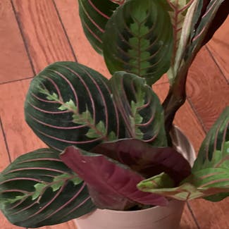 Red Prayer Plant plant in Somewhere on Earth