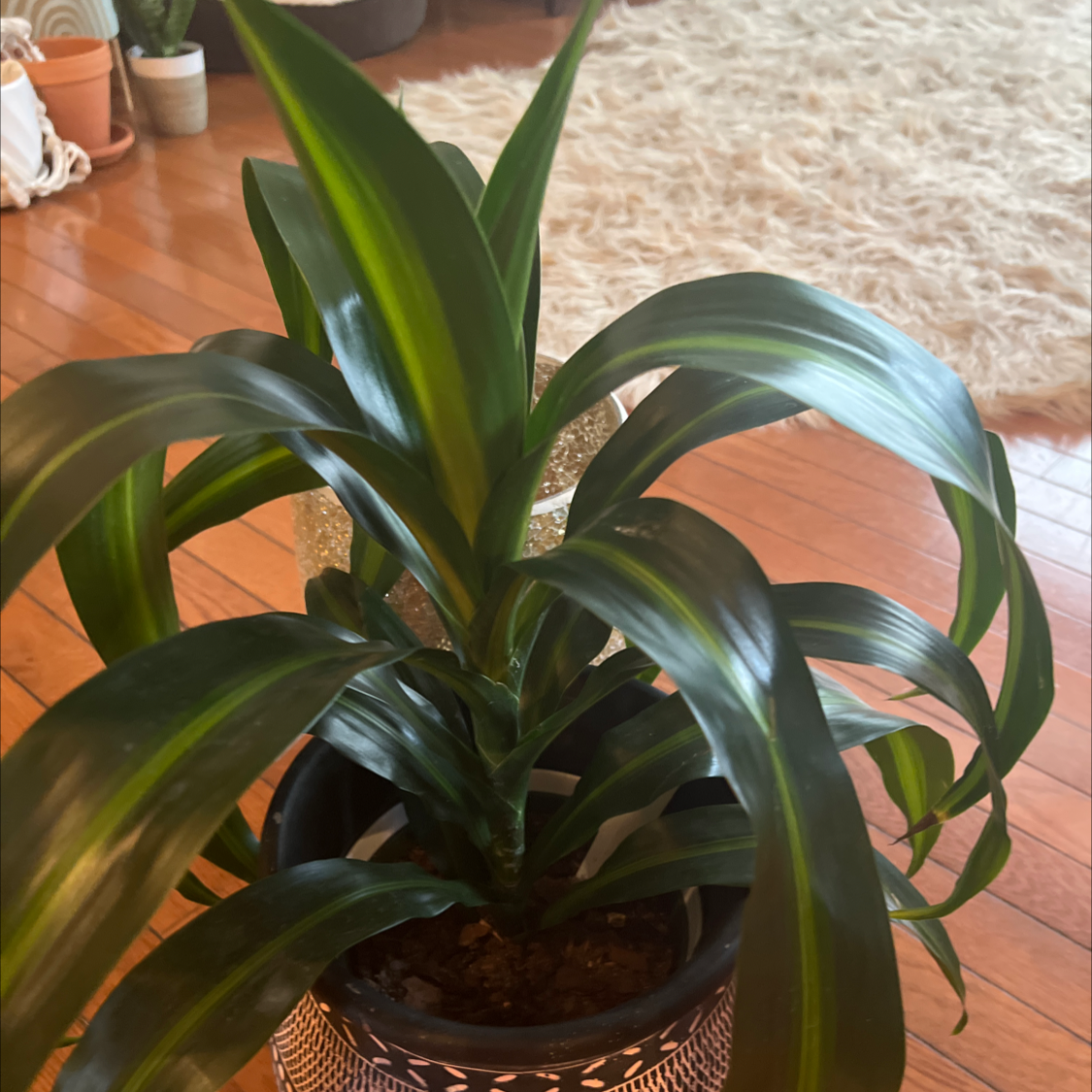 Dracaena 'Hawaiian Sunshine' plant in a decorative pot with vibrant green leaves.