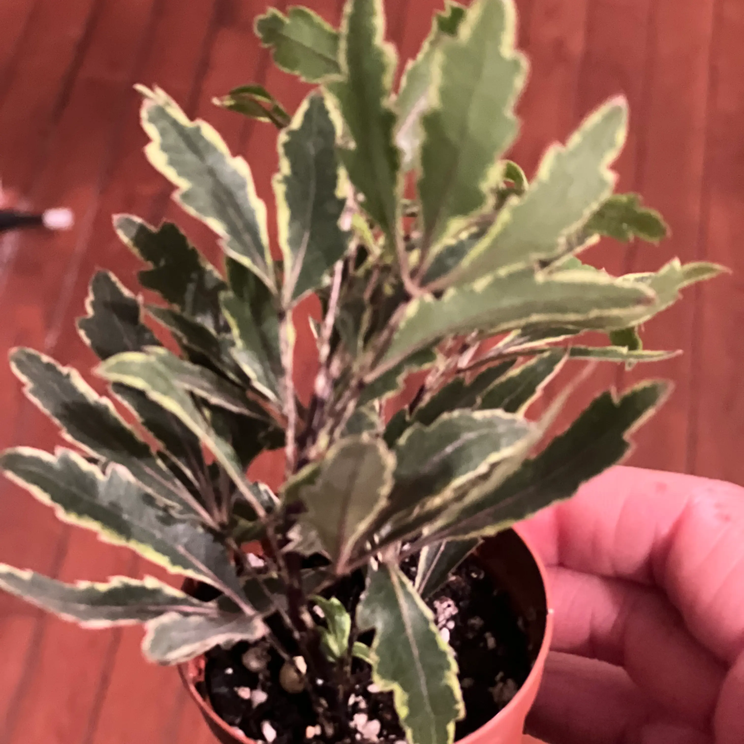 Schefflera Elegantissima plant photo by @TaylorMdeBloomz named Arayah on Greg, the plant care app.