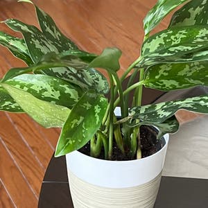 Chinese Evergreen plant photo by @TaylorMdeBloomz named Austen on Greg, the plant care app.