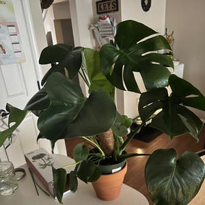 Monstera plant photo by Taylormdebloomz named Moneka on Greg, the plant care app.