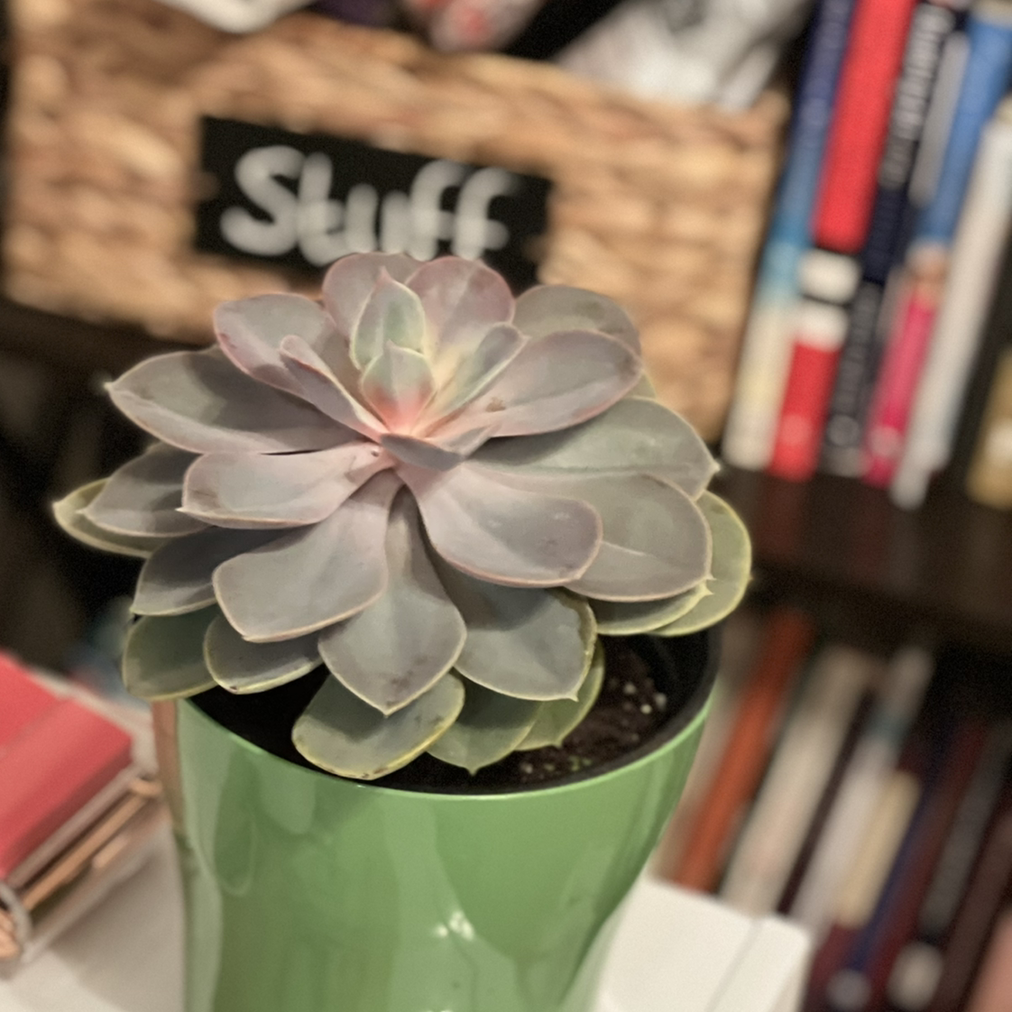 Echeveria 'Morning Beauty' plant photo by @TaylorMdeBloomz named Sassy on Greg, the plant care app.